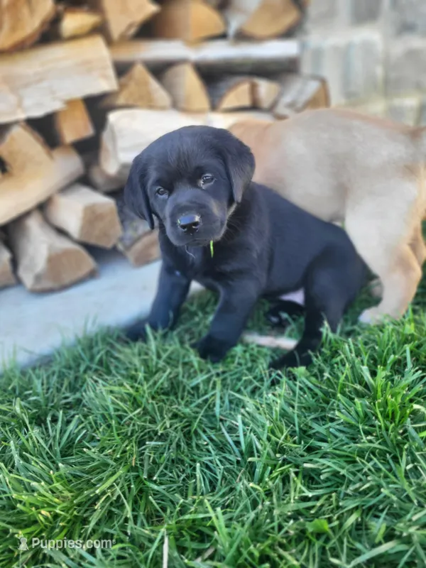 Shania  – Labrador Retriever puppy on hold in Eureka, IL