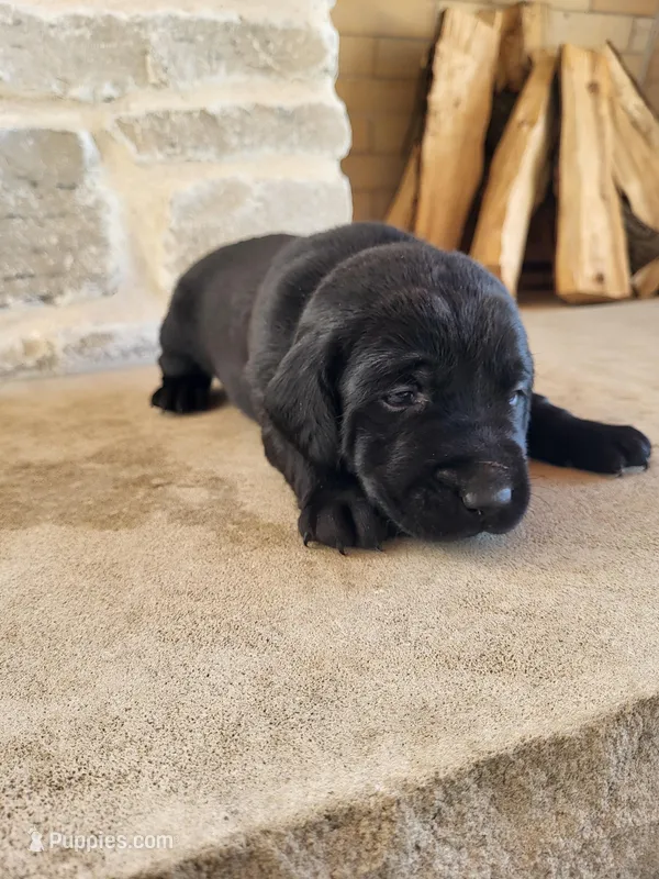Brad – Labrador Retriever puppy for sale in Eureka, IL