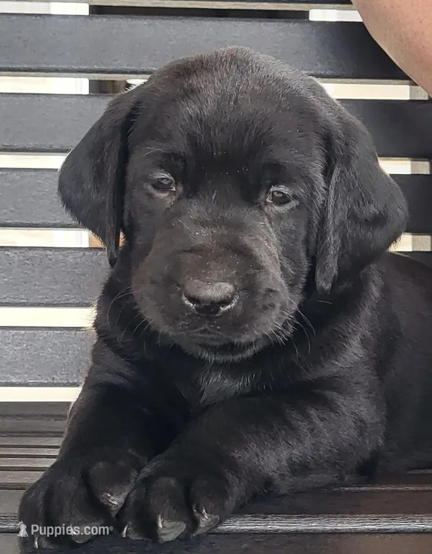 Brad – Labrador Retriever puppy for sale in Eureka, IL