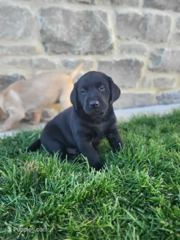 Brad – Labrador Retriever puppy for sale in Eureka, IL