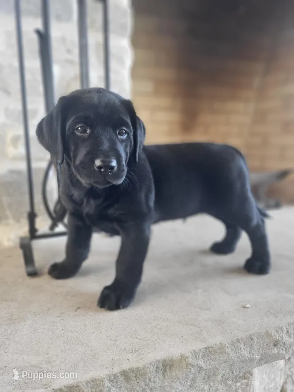 Brad – Labrador Retriever puppy for sale in Eureka, IL
