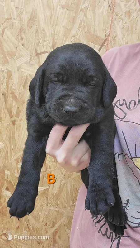 Brad – Labrador Retriever puppy for sale in Eureka, IL