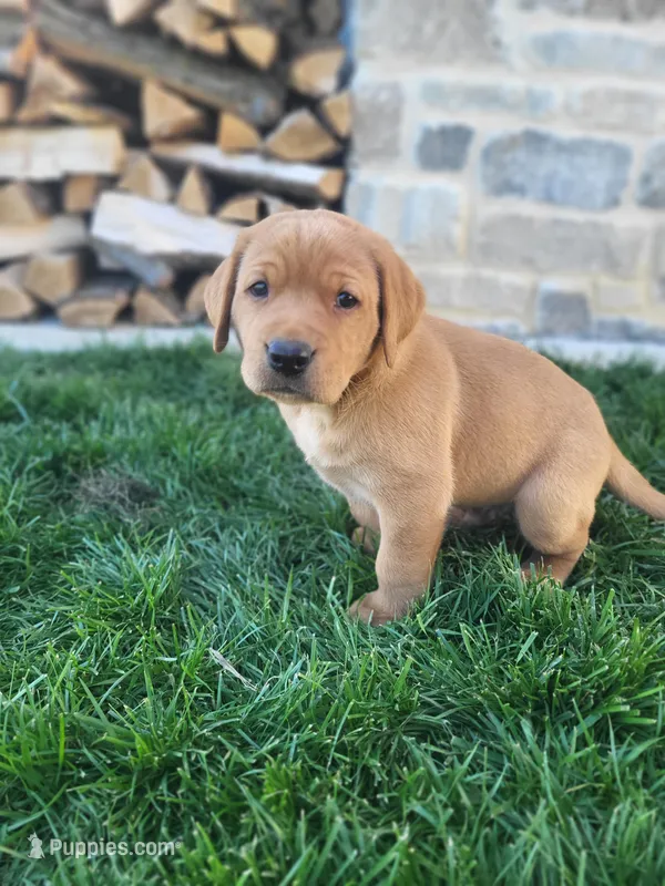Toby – Labrador Retriever puppy for sale in Eureka, IL