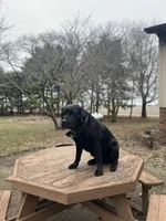Toby, a male Labrador Retriever for sale in Eureka, IL – Photo 7 of 8