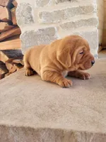 Toby, a male Labrador Retriever for sale in Eureka, IL – Photo 2 of 8