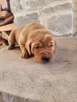 Toby, a male Labrador Retriever for sale in Eureka, IL – Photo 1 of 8