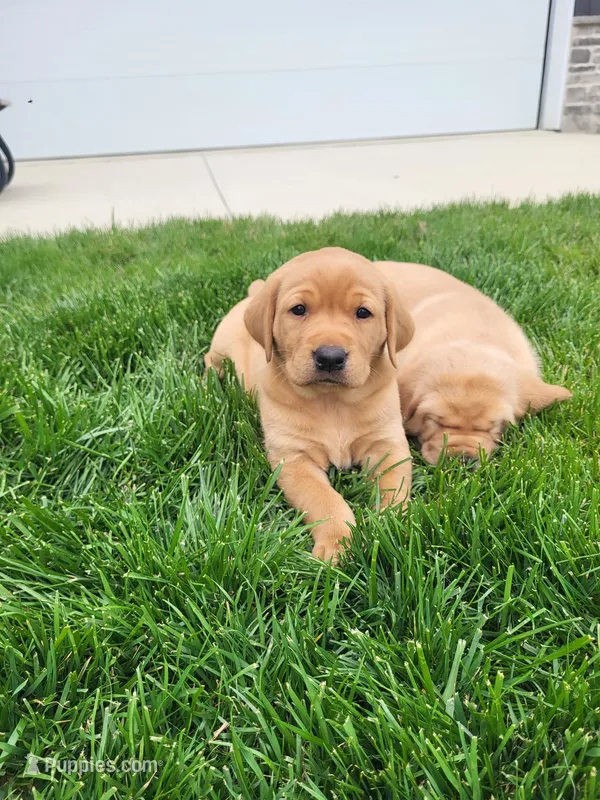 Toby – Labrador Retriever puppy for sale in Eureka, IL