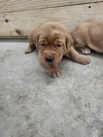 Toby, a male Labrador Retriever for sale in Eureka, IL – Photo 3 of 8