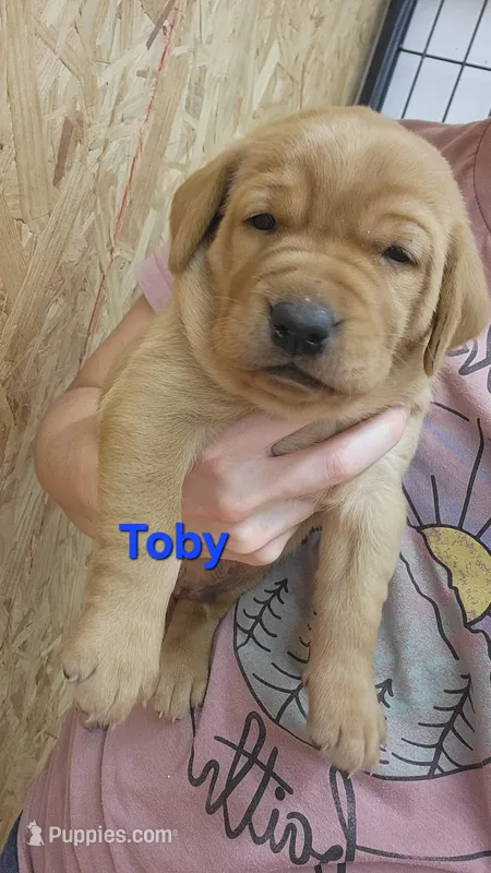 Toby – Labrador Retriever puppy for sale in Eureka, IL