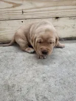 Alan, a male Labrador Retriever for sale in Eureka, IL – Photo 2 of 7