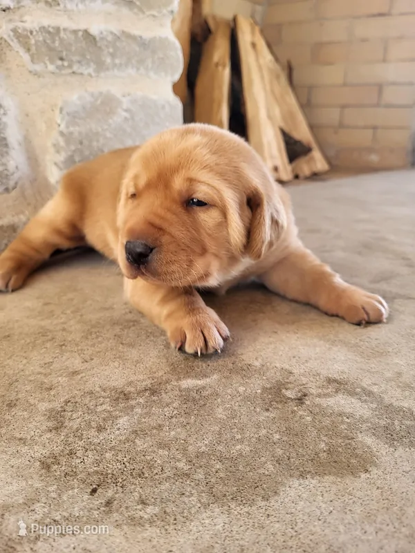 Alan, a male Labrador Retriever for sale in Eureka, IL – Photo 1 of 7