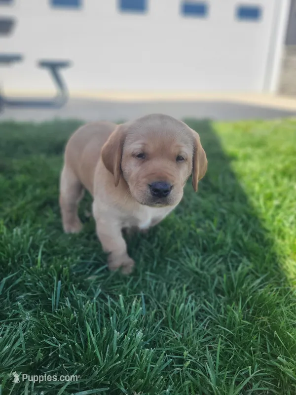 Alan – Labrador Retriever puppy on hold in Eureka, IL