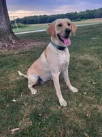 Alan, a male Labrador Retriever for sale in Eureka, IL – Photo 5 of 7