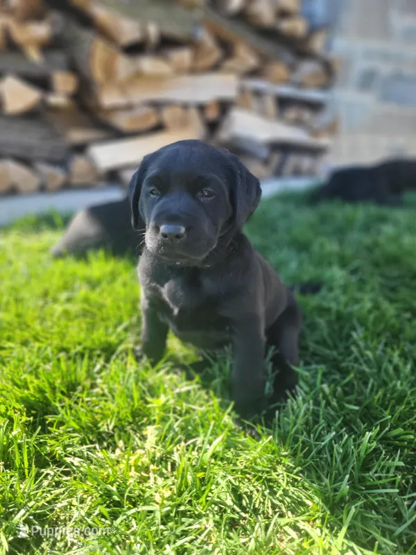 Faith – Labrador Retriever puppy on hold in Eureka, IL