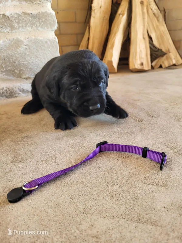 Faith – Labrador Retriever puppy for sale in Eureka, IL
