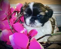Imperial girl, a female Shih Tzu for sale in New Smyrna Beach, FL – 1 of 3