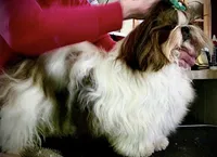 Imperial girl, a female Shih Tzu for sale in New Smyrna Beach, FL – 2 of 3