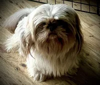 Imperial girl, a female Shih Tzu for sale in New Smyrna Beach, FL – 3 of 3