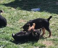 Female 1, a female Airedale Terrier and German Shepherd Dog for sale in Rio Vista, TX – Photo 2 of 5
