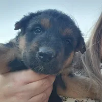 Female 1, a female Airedale Terrier and German Shepherd Dog for sale in Rio Vista, TX – Photo 5 of 5