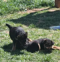 Female 1, a female Airedale Terrier and German Shepherd Dog for sale in Rio Vista, TX – Photo 3 of 5