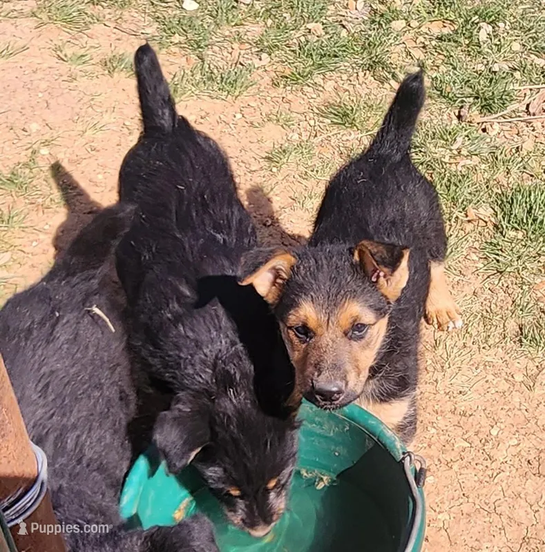 Female 1 – Airedale Terrier, German Shepherd Dog puppy for sale in Rio Vista, TX