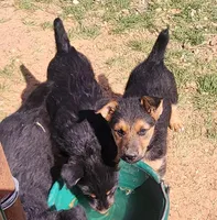 Female 1, a female Airedale Terrier and German Shepherd Dog for sale in Rio Vista, TX – Photo 1 of 5