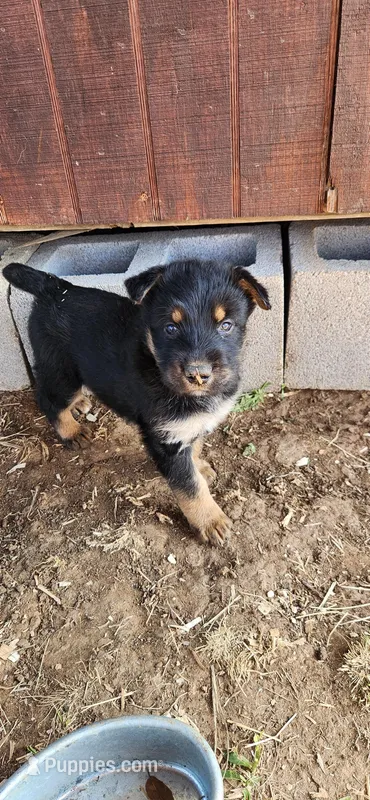 Male 3 – Airedale Terrier, German Shepherd Dog puppy for sale in Rio Vista, TX