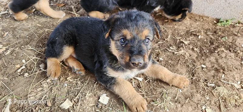 Male 2 – Airedale Terrier, German Shepherd Dog puppy for sale in Rio Vista, TX