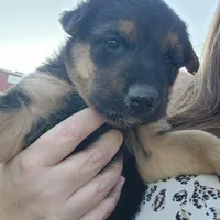Male 1, a male Airedale Terrier and German Shepherd Dog for sale in Rio Vista, TX – Photo 1 of 6