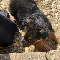 Male 1, a male Airedale Terrier and German Shepherd Dog for sale in Rio Vista, TX – Photo 4 of 6