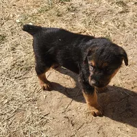 Male 1, a male Airedale Terrier and German Shepherd Dog for sale in Rio Vista, TX – Photo 5 of 6