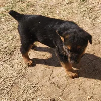 Male 1, a male Airedale Terrier and German Shepherd Dog for sale in Rio Vista, TX – Photo 6 of 6