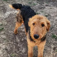 Male 1, a male Airedale Terrier and German Shepherd Dog for sale in Rio Vista, TX – Photo 3 of 6