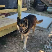 Male 1, a male Airedale Terrier and German Shepherd Dog for sale in Rio Vista, TX – Photo 2 of 6