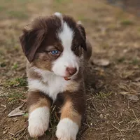 Maxie, a female Miniature Australian Shepherd for sale in Rio Vista, TX – Photo 2 of 10