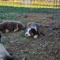 Maxie, a female Miniature Australian Shepherd for sale in Rio Vista, TX – Photo 6 of 10
