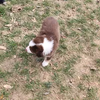 Maxie, a female Miniature Australian Shepherd for sale in Rio Vista, TX – Photo 4 of 10