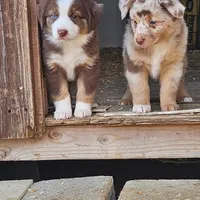 Maxie, a female Miniature Australian Shepherd for sale in Rio Vista, TX – Photo 10 of 10