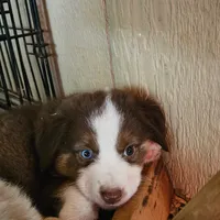 Maxie, a female Miniature Australian Shepherd for sale in Rio Vista, TX – Photo 5 of 10
