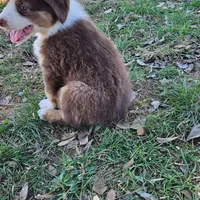 Maxie, a female Miniature Australian Shepherd for sale in Rio Vista, TX – Photo 7 of 10