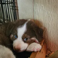 Maxie, a female Miniature Australian Shepherd for sale in Rio Vista, TX – Photo 9 of 10