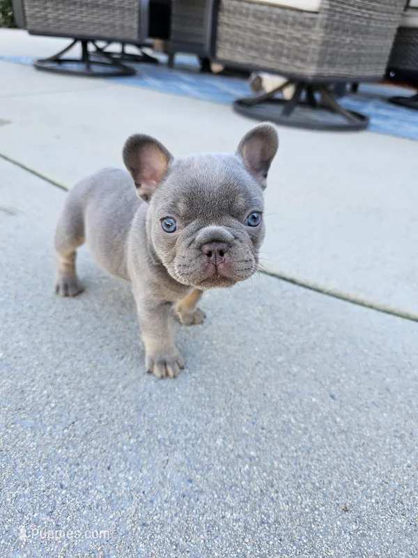 Delilah- AKC French Bulldog Puppy Lilac with Tan points – French Bulldog puppy for sale in Corona, CA