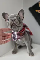 Delilah-AKC French Bulldog Puppy champion lines Lilac with Tan points, a female French Bulldog for sale in Corona, CA – Photo 2 of 10