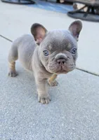 Delilah- AKC French Bulldog Puppy , a female French Bulldog for sale in Corona, CA – Photo 1 of 4