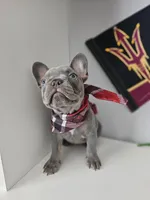 Delilah-AKC French Bulldog Puppy champion lines Lilac with Tan points, a female French Bulldog for sale in Corona, CA – Photo 9 of 10