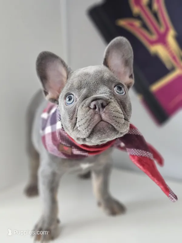 Delilah-AKC French Bulldog Puppy champion lines Lilac with Tan points – French Bulldog puppy for sale in Corona, CA