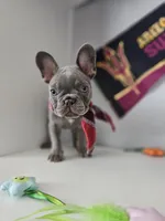 Delilah-AKC French Bulldog Puppy champion lines Lilac with Tan points, a female French Bulldog for sale in Corona, CA – Photo 10 of 10