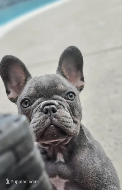 Delilah-AKC French Bulldog Puppy champion lines Lilac with Tan points – French Bulldog puppy for sale in Corona, CA