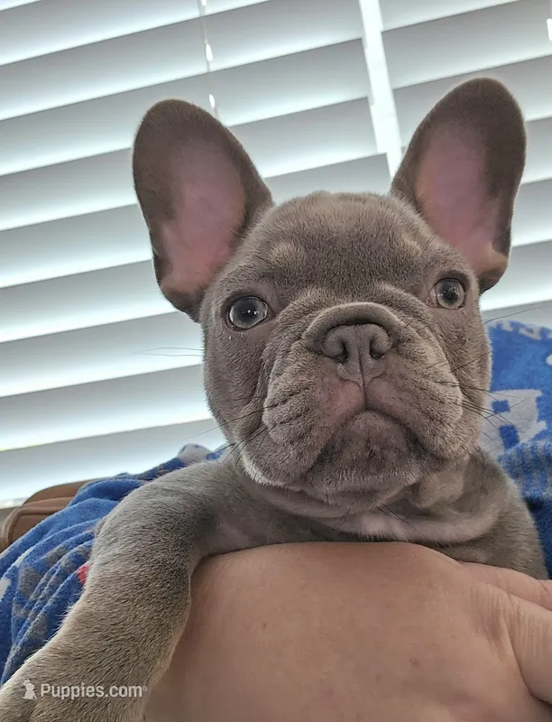 Delilah-AKC French Bulldog Puppy champion lines Lilac with Tan points – French Bulldog puppy for sale in Corona, CA